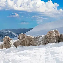 Load image into Gallery viewer, Merino Wool Hiking Crew Socks
