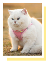 Load image into Gallery viewer, Cat Dog Harness Vest Chest Rope Set Reflective Breathable Adjustable Pet Harness for Small Medium Dogs Outdoor Walking
