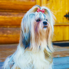 Load image into Gallery viewer, 100pcs Pet Accessories Dog Hair bows Fashion Cute Dog Bows  Rubber Bands Pet Hair Collar Decoration for Dog Accessories
