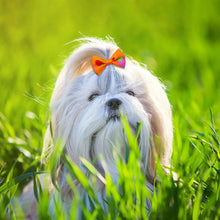Load image into Gallery viewer, 10pcs Creativity Pet Hair Accessories Bow Polyester Cute Puppy Bow with Rubber Band Suitable for Dogs Cat Grooming Accessories
