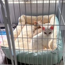 Load image into Gallery viewer, Cats Bed Dog Mat Beds Goods Pet Puppy Accessories All Products Kitten Cushions Things Accessory Houses Habitats House Supplies
