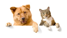Load image into Gallery viewer, Pet grooming and hygiene products, pet grooming accessories
